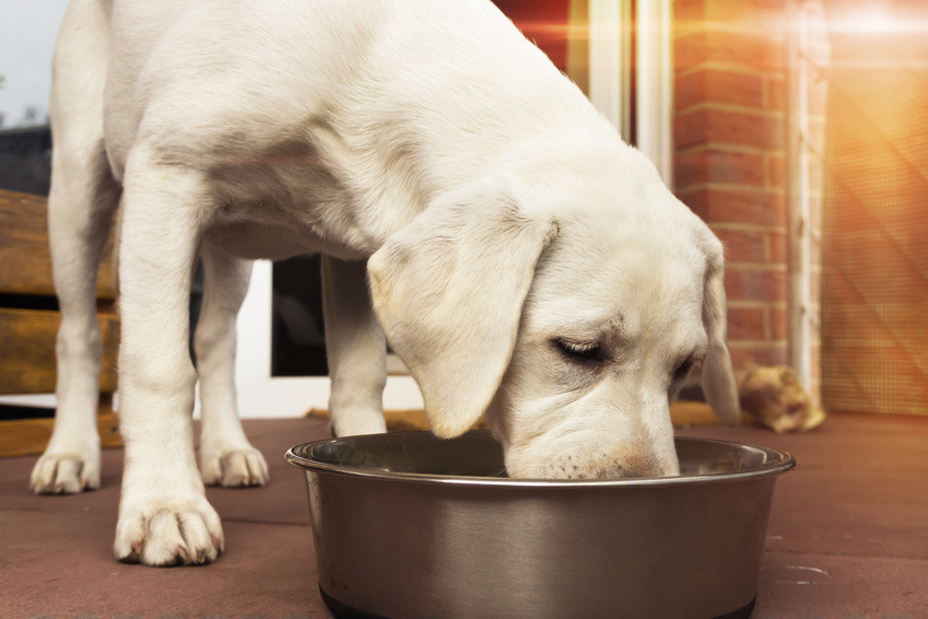 Labrador Hund Welpe frisst einen Knochen mit Fleisch aus einem Napf – Ernährung mit Barf