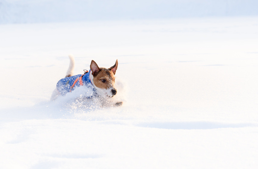 Hund rennt durch Schnee