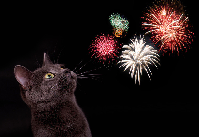 Katze mögen selten Feuerwerke