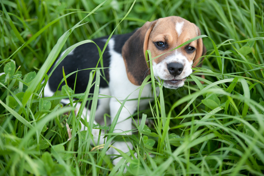 Beagle frisst Grass